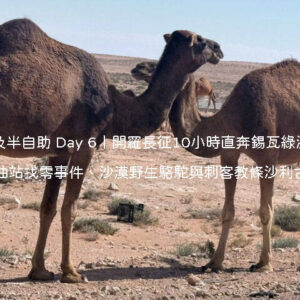 Day 6 行程：從開羅包車抵達錫瓦綠洲，傍晚登上刺客教條取景地沙利古城眺望沙漠彩霞夕陽