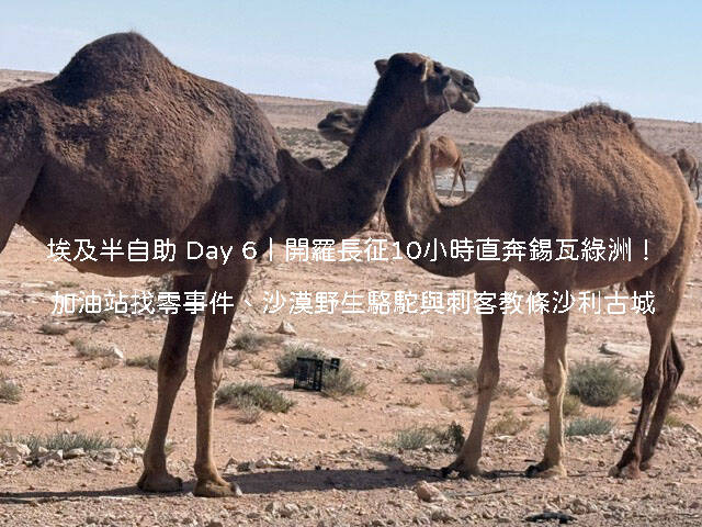 Day 6 行程：從開羅包車抵達錫瓦綠洲，傍晚登上刺客教條取景地沙利古城眺望沙漠彩霞夕陽